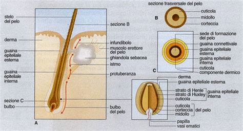 tumefazione cuoio capelluto